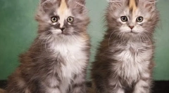 Kako odabrati mačić maine coon